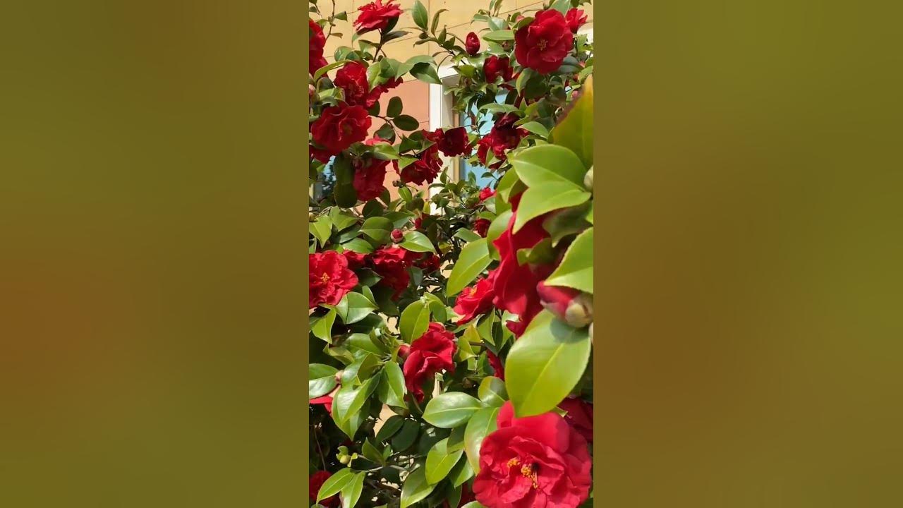 one-rose-says-more-than-the-dozen-youtube
