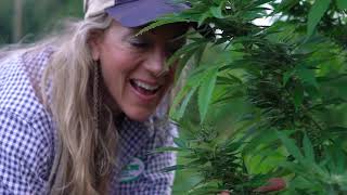 Dispensary Video Loop