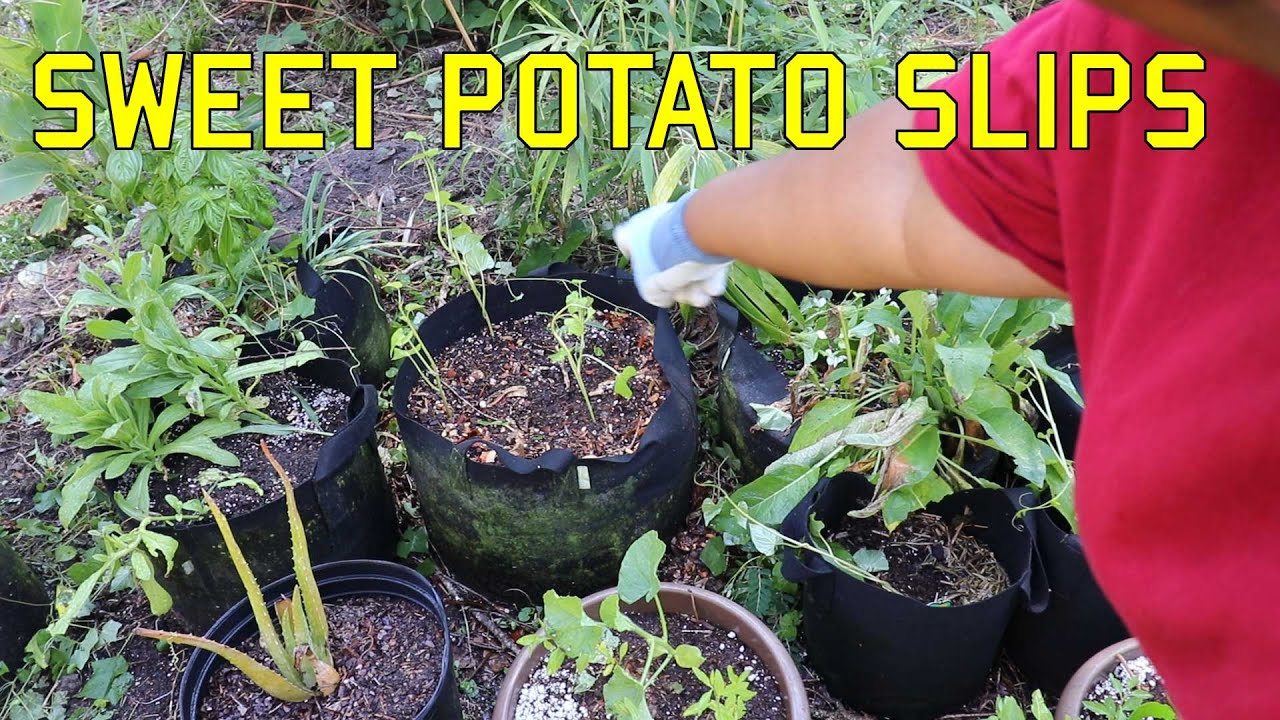 Planting Sweet Potato Slips YouTube