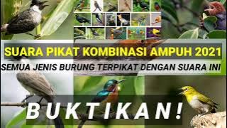 SUARA BURUNG KECIL RIBUT~PIKAT BURUNG LIAR ANTI ZONK