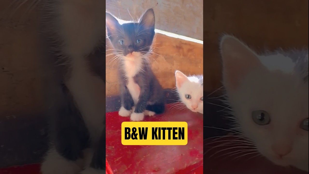 Black & White Little Angel 😻✨ 