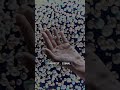 NOVA SIGNAL // TRANSMISSION 0186 // SIFTING STATIC