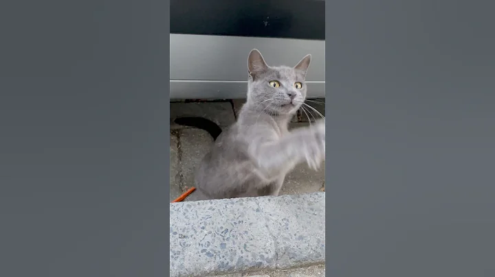 Video 10309011: cat kitten explore funny, cat fun kitten