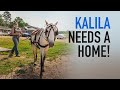 Kalila Needs A Home