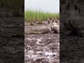 Crocodiles vs Porcupines: Crocodiles and Porcupines: The Predator's Painful Mistake! 🐊💥#porcupine