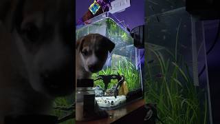 My little pup🐕🐶 on my fish tank 🐠🐟 #aquarium #puppy #plantedtank #nature #cute #cutepuppy #aqua&life