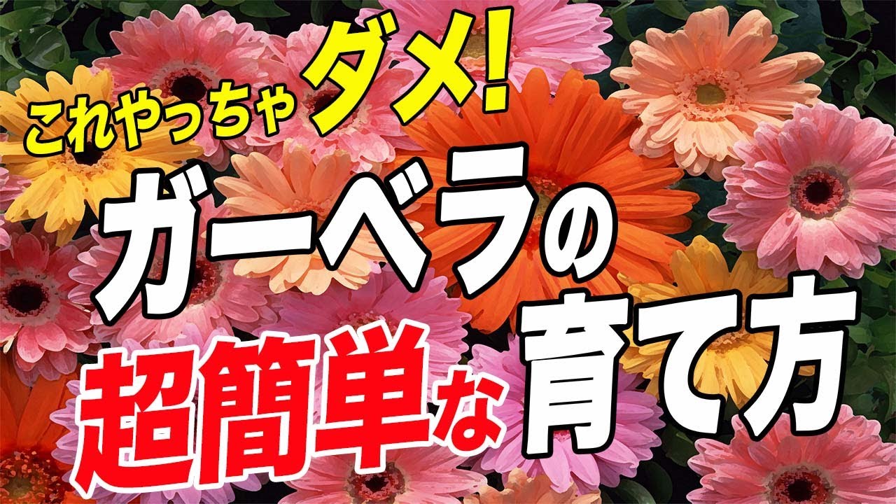 育て方 ついついやりがち ガーベラの間違えやすい育て方を簡単にまとめてみました Youtube