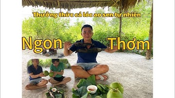 Cắm Câu Ao Sen Bắt Cá Lóc Khủng – Nướng Trui Ăn Tại Chỗ Siêu Ngon!