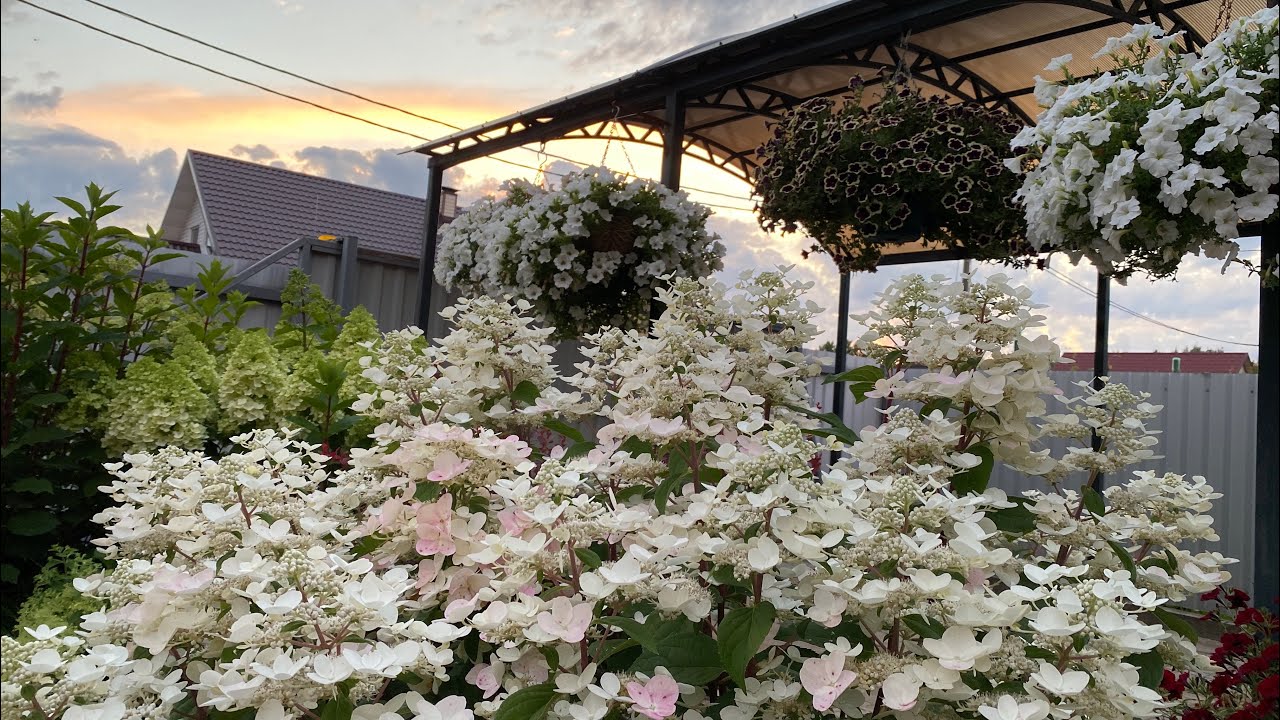 Волшебный мир ГОРТЕНЗИЙ🌸Обзор цветущих гортензий🌸Мой уход🌸