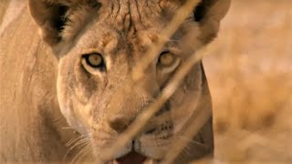 Best Wild Animal Chases Part 2 | BBC Earth