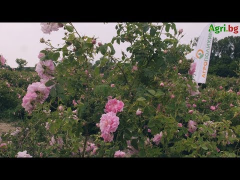Видео: График на хранене на розите