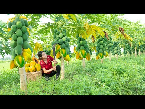 Video: Papaya Fruit gebruiken: Papaya gebruiken die uit je tuin is geoogst