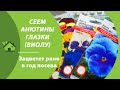 АНЮТИНЫ ГЛАЗКИ (ВИОЛА)// ПОСАДКА СЕМЯН НА РАССАДУ///КОГДА И КАК