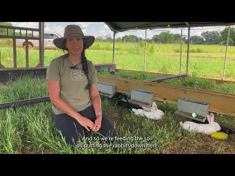 Day on the Farm: Rabbits