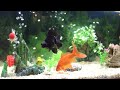 Ultimate Relaxation | Ambient Fish Aquarium in HD