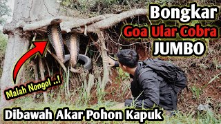 BONGKAR GOA ULAR COBRA JUMBO DIBAWAH POHON KAPUK BESAR! MALAH NONGOL KEPALANYA #cobra