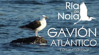 Gavión atlántico, Gaivotón (Larus marinus). Ría de Noia