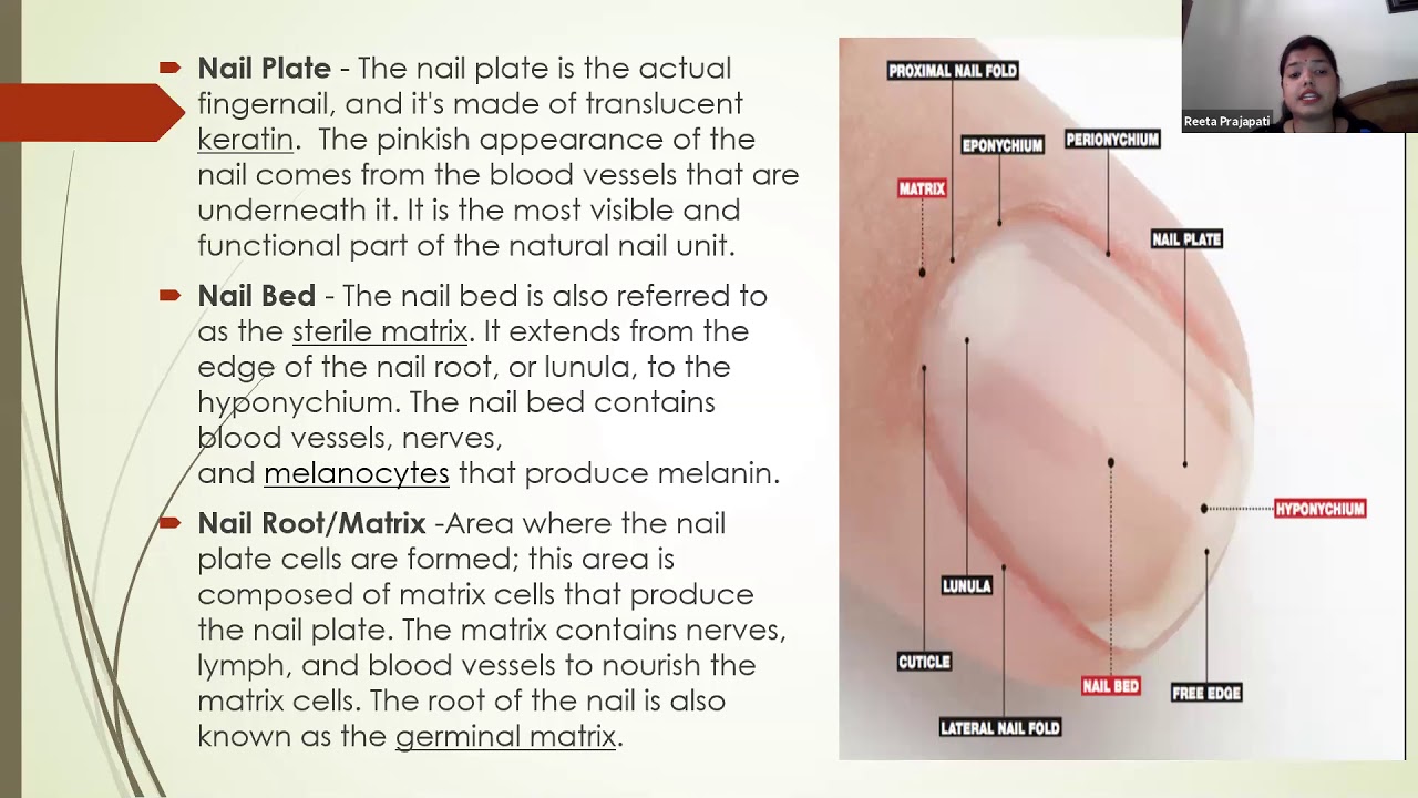 Servier - Drawing Cross section of nail - no labels | AnatomyTOOL