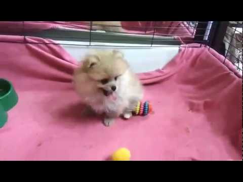 Копия видео \'SHIK DOGI DOG, FCI Kennel of Pomeranian.\'