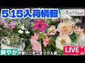 【園芸】爽やかなニチニチソウ！シックなミニバラ・チョココス等入荷しました！#ガーデニング