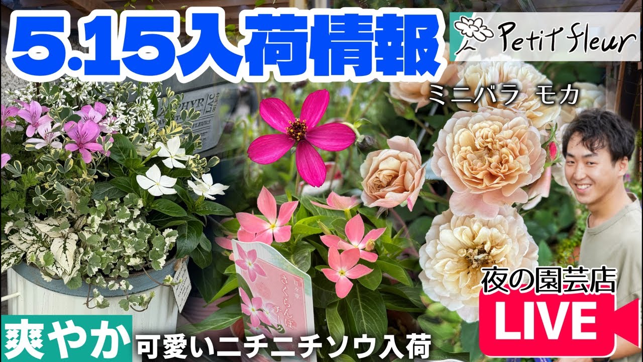 【園芸】爽やかなニチニチソウ！シックなミニバラ・チョココス等入荷しました！#ガーデニング