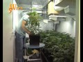 Culture cannabis indoor part 2