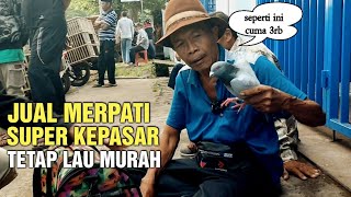 COBA JUAL MERPATI KE PASAR TERNYATA HANYA LAKU MURAH