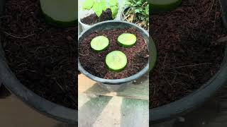 How to plant cucumber 🥒☘️ #gardening  #homegarden #homegarden #ytshorts #shorts