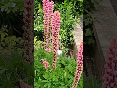 Video: Lupinblommor: Tips för att odla lupiner