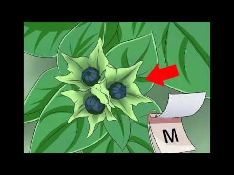 Video: Flores de las cuatro en punto: Cómo hacer crecer las cuatro en punto