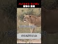 ハイエナと ライオン衝撃の 最期