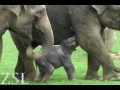 Elephant calf less than 12 hours old