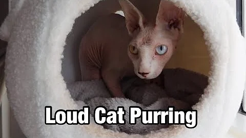 Video 8141281: sphynx cat purring, chicken sphynx cat, cat purring loudly