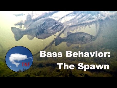 Largemouth Bass Behavior 1: The Spawn