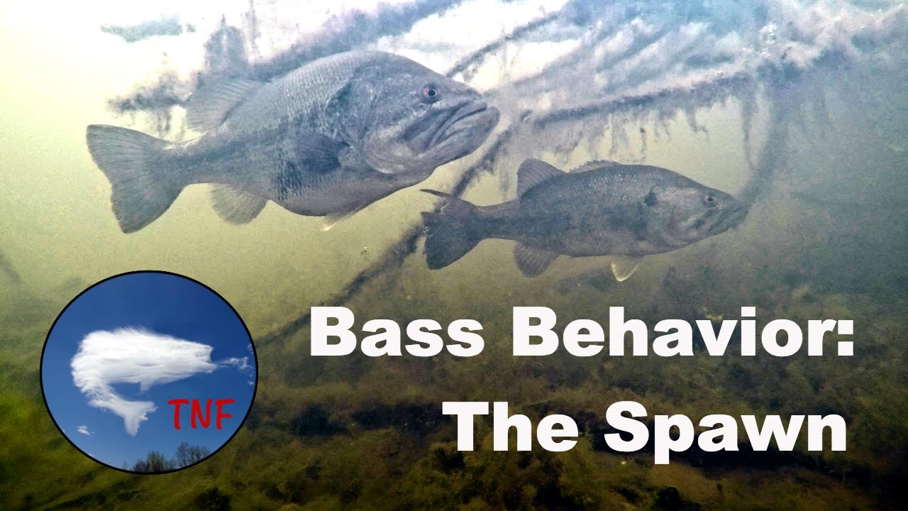 Largemouth Bass Behavior 1: The Spawn