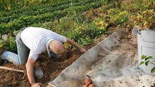 20201008 3 Digging Potatoes In October
