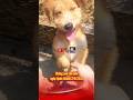 "Capybara xin hứa giảm cân để chuẩn bị giễu binh 2/9! 🇻🇳" #cute #shorts #quốckhánh