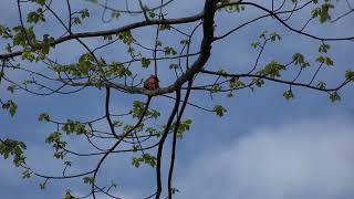 Cardinal