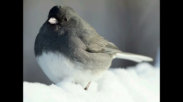 Snowbird (cover) by Jeff Tenney