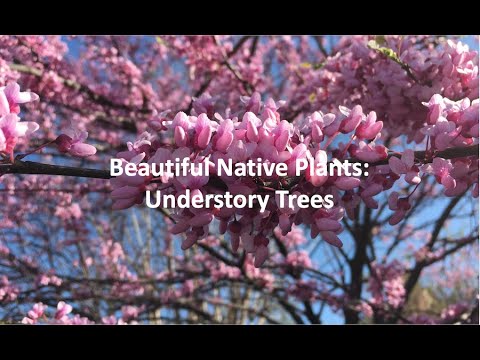 Video: Wat is een understory-boom?