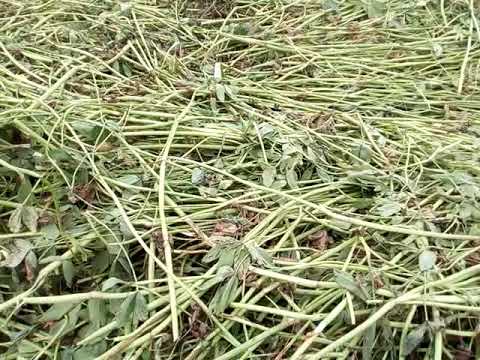 افضل الطرق لعمل الدريس البرسيم المجفف