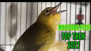 Download Lagu Masteran Pleci Top Tren, Emosi Tinggi Tembakan Rapat Buka Paruh MP3