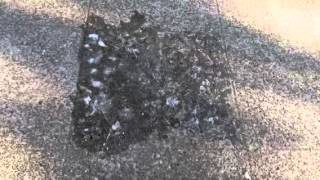 The nasty spit puddle