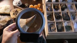 English Language (ESL / EFL) Academic Vocabulary Lesson: Fossil