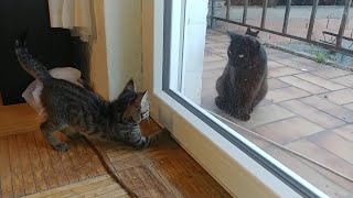 Hazel meets black cat friend for first time