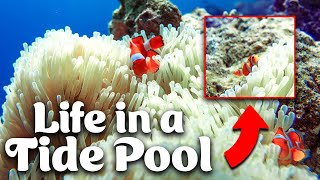 Sea Anemones | Life In A Tide Pool
