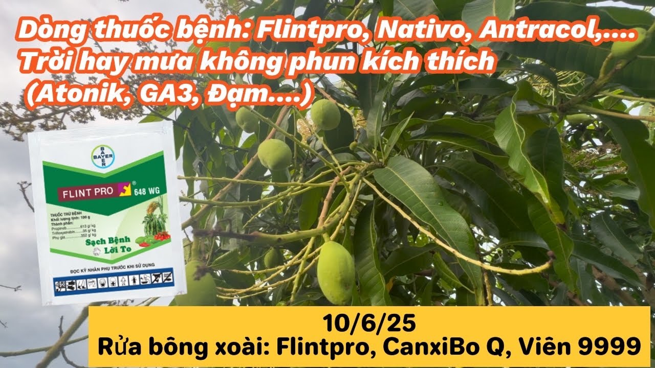 Vlog làm vườn xoài: Xoài chuyển sang trái nhiều, mưa rửa sơ, một số thuốc bệnh em hay sử dụng!!!