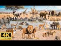Explore The Wild Beauty Of Kitulo National Park 4k Relaxing Film And Music Explore The Wild Beauty Of Kitulo National Park 4k Relaxing Film And Music
