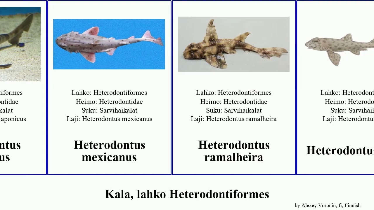 Kala, lahko Heterodontiformes heterodontus fish japonicus mexicanus Unicorn Sarvihaikalat Heads