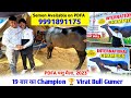 19 बार का Champion 🏆 Virat Bull Gumer || PDFA पशु मैला में Semen Available